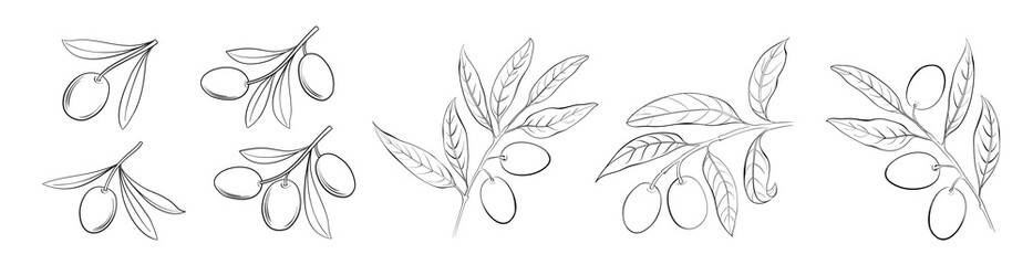 Set of differents olives branch on white background. Line art style with transparent background.