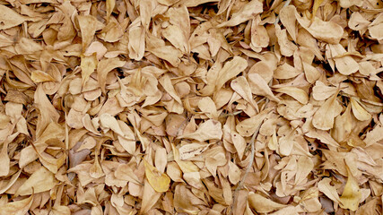 dried brown leaf autumn leaves background