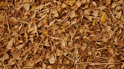 dried brown leaf autumn leaves background