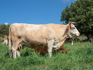 Grazing cows in hanging meadows on a sunny day..copy space