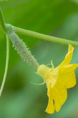 yellow flower of cucumber