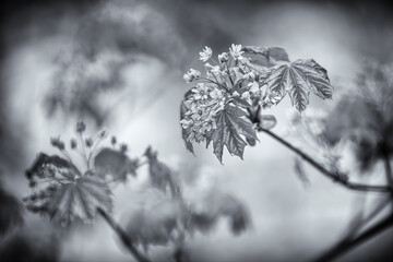 Wiosna w lesie, czarno - białe fotografie przyrody