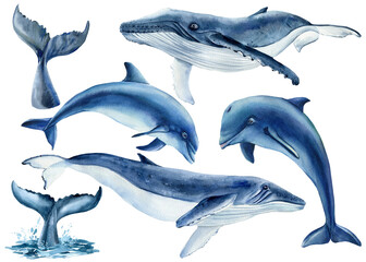 Ocean animals, dolphins and whales on isolated white background. Watercolor drawing