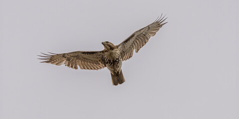 juvenile red tailed hawk soars high above the wetlands searching for prey