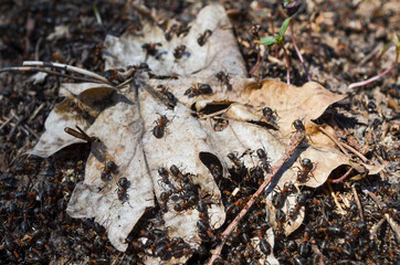 Macro picture of a withered tree leaf and ants around if. Ants on the ground in the forest. Insects and wild nature in wood in spring. 