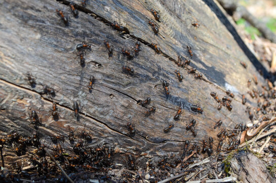 Macro picture of a tree trunk and ants on it. A bunch of ants on the tree bark, sunny weather in early spring. Insects in the forest. 