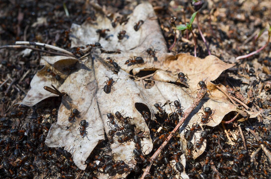 Macro picture of a withered tree leaf and ants around if. Ants on the ground in the forest. Insects and wild nature in wood in spring. 