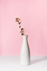 White vase with a branch of blooming apricots on the table. In the background is a delicate pink background. Minimalistic concept with place for text.