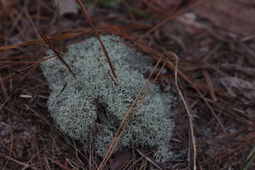 Wildlife, Nature and Flowers in the Outdoors