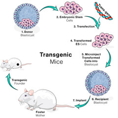Illustration of steps in production of transgenic mice or mouse. genetically modified mouse. - obrazy, fototapety, plakaty