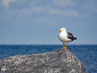 Eine Heringsmöwe (Larus fuscus) auf einem Felsen an der Nordseeküste der Insel Helgoland
