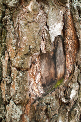 Background, texture, design. An old birch trunk without bark.