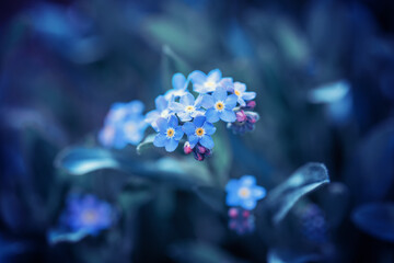 Fototapeta Wiosenne niebieskie niezapominajki na łące obraz