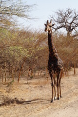 girafe senegal
