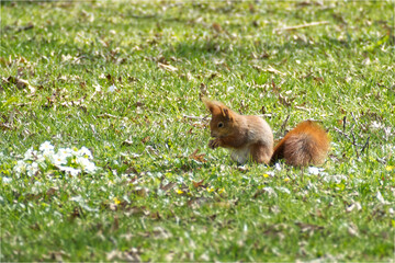 Red Squirrel sitting with a nut in a field of grass in Zurich, Switzerland