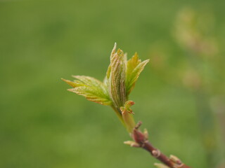 Naklejka premium close up of a tree