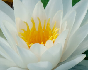 Close up of white water lily