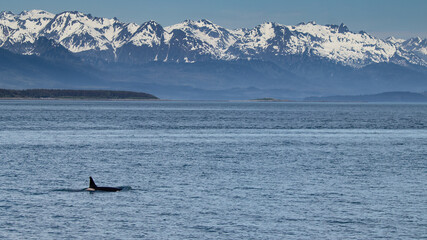 Obraz premium Orca swimming in Auke Bay near Juneau Alaska