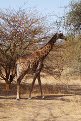 girafe senegal