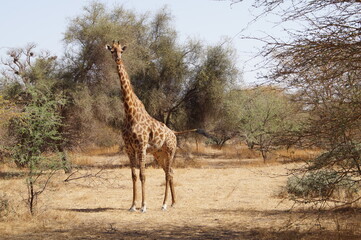girafe senegal