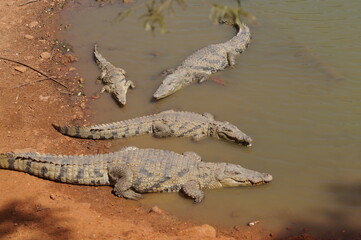 crocodile senegal