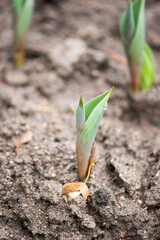 tulip sprout in the soil in the park