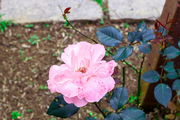 rosas