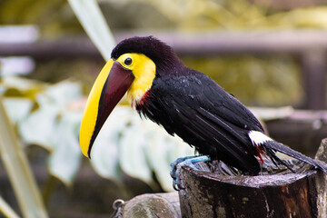 tucan