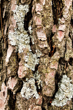 Colorful pine bark texture in the fores in winter