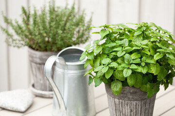 lemon balm (melissa) and thyme herb in flowerpot on balcony, urban container garden concept