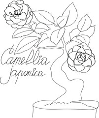 Drawing illustration of camellia japonica flower. Black and white on a white background.
