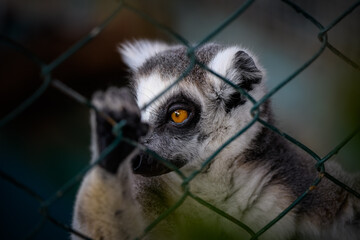 Cute wild animal ring-tailed lemur photography.