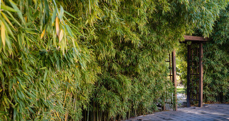 Thickets of natural green bamboo Phyllostachys aureosulcata in the center of  resort city of Sochi. Bamboo grows along road near Winter Theater. Close-up. Nature concept for design.