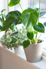 green houseplants fittonia, monstera and ficus microcarpa ginseng in white flowerpots on window