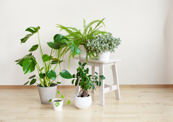 houseplants fittonia, monstera, nephrolepis and ficus microcarpa ginseng in white flowerpots