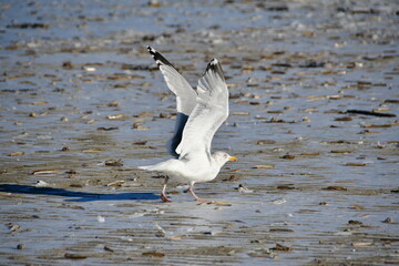 Möwe beim Start