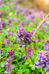 Fototapeta na wymiar Corydalis solida purple flower of hollowroot at wild usually blooms spring in parks and forests