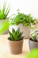 green houseplants cactus succulent aloe vera, gasteria duval, pilea depressa, parodia warasii