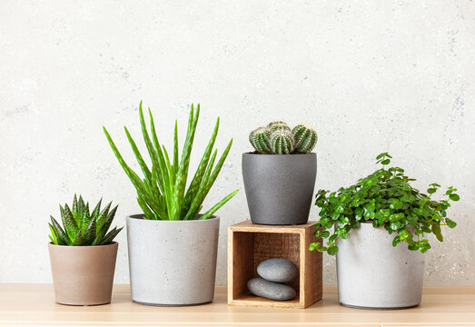 green houseplants cactus succulent aloe vera, gasteria duval, pilea depressa, parodia warasii