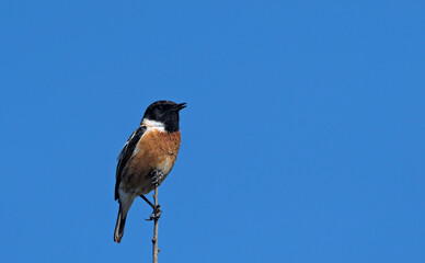 A male Common Stonechat - Saxicola rubicola, Crete
