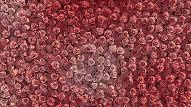 Pink, Colorful Flower Blooms arranged in the shape of a wall. Romantic, Vibrant, Roses composed to create a Beautiful floral background. 3D Render