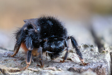 Hummel auf Nahrungssuche Makro