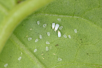 Cotton whitefly (Bemisia tabaci) adults and pupae on a cotton leaf underside