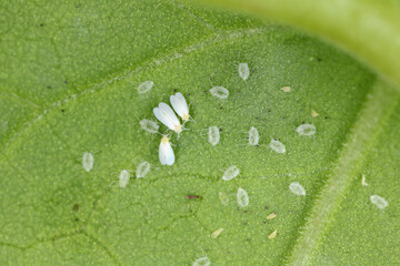 Cotton whitefly (Bemisia tabaci) adults and pupae on a cotton leaf underside