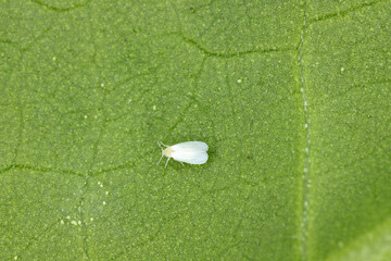 Cotton whitefly (Bemisia tabaci) adults, eggs and larvae on a cotton leaf underside