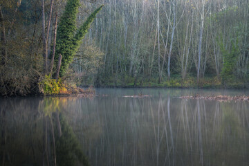 Reflections of a forest of poplars in the river