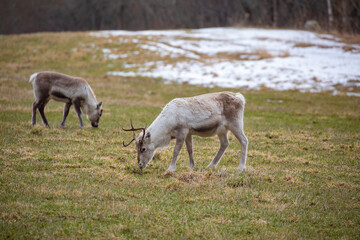 Fototapeta na wymiar Reindeer in the meadow,Brønnøy,Helgeland,Nordland county,Norway,scandinavia,Europe 