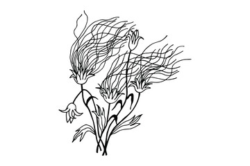 Rose De Saron, Prairie Smoke. Vector stock illustration eps10. Hand drawing, outline. Isolate on a white background. 
