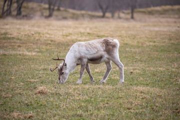 Naklejka na ściany i meble Reindeer in the meadow,Brønnøy,Helgeland,Nordland county,Norway,scandinavia,Europe 