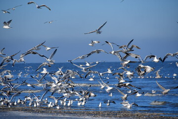 Möwenschwarm Nordsee